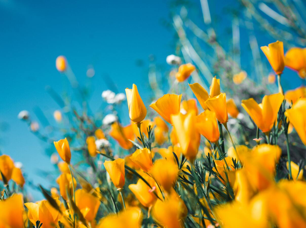 Glad sommar!